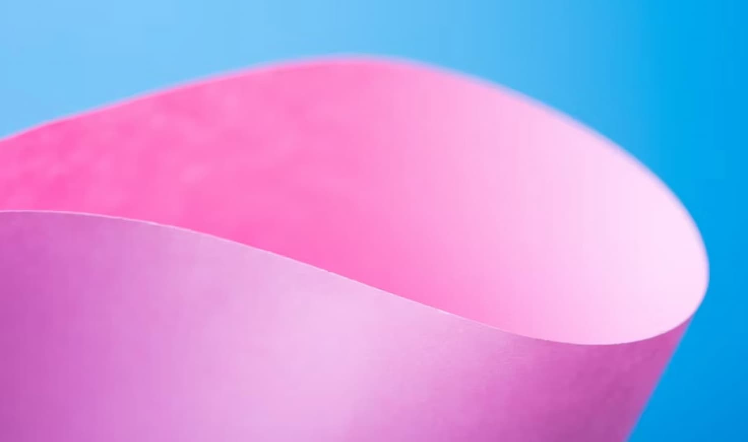 A bright pink sheet of paper used to wrap flowers curves in front of rich blue background